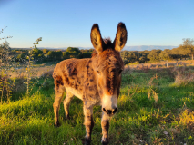 Finca-Sta-Cruz-de-Alarza_Burro-Perico_